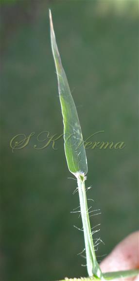  Leaf - Leaf sheath sparsely pilose with spreading hairs